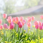 Spring-e1614098575513-1024x358